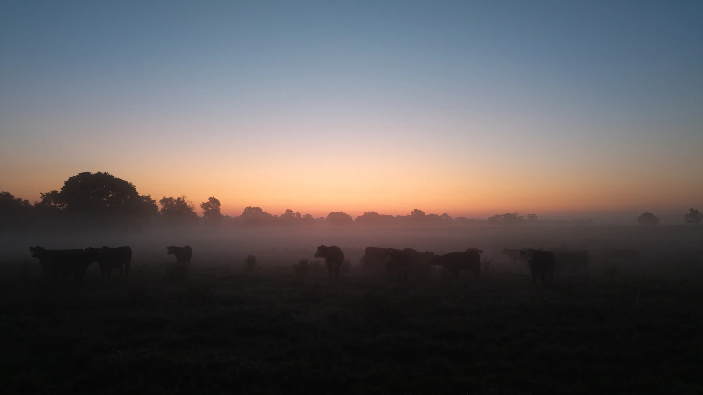 Drone aerial of cattle pasture at sunrise with fog over Northwest Arkansas